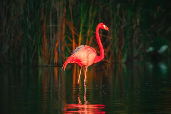 Flamingo Stojící Jezeře Nádherný Záběr Západ Slunce — Stock fotografie