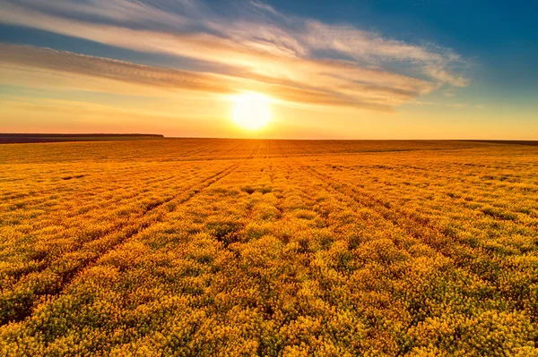 Widok Powietrza Rolnicze Pola Rzepaku Zachodzie Słońca — Zdjęcie stockowe