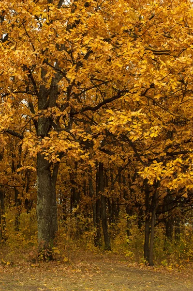 Autumn oak-tree leaves — Stock Photo, Image