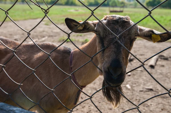 Goat portrait closeup — Stock Photo, Image