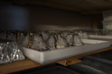 yaşlanma peynir kafa