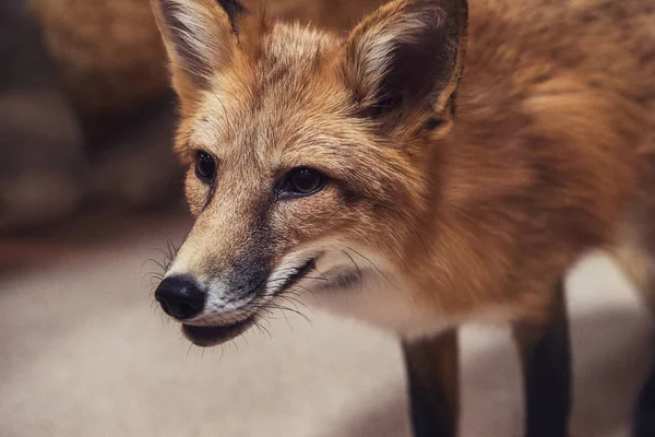 Hermoso zorro rojo —  Fotos de Stock