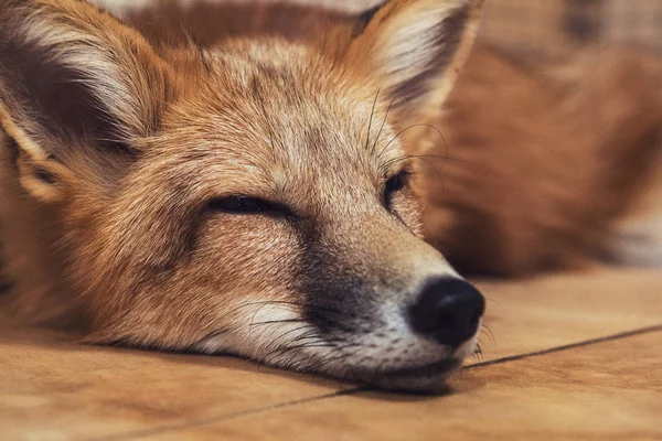 Όμορφη κόκκινη αλεπού — Φωτογραφία Αρχείου