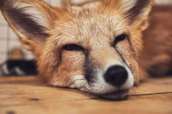 Krásná červená liška — Stockfoto