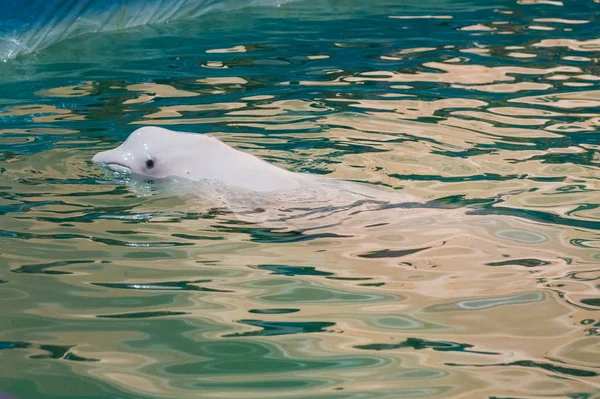 Білий дельфін в дельфінарії — стокове фото