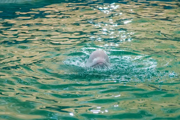 White dolphin at dolphinarium — Stock Photo, Image