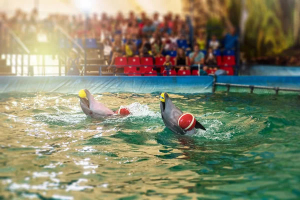 Två delfiner på Delfinarium — Stockfoto