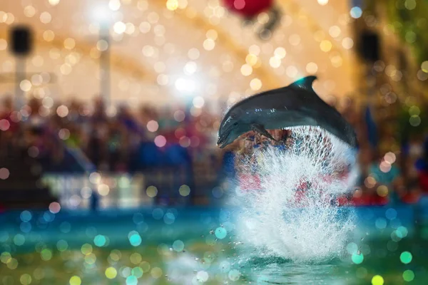 Två delfiner på Delfinarium — Stockfoto
