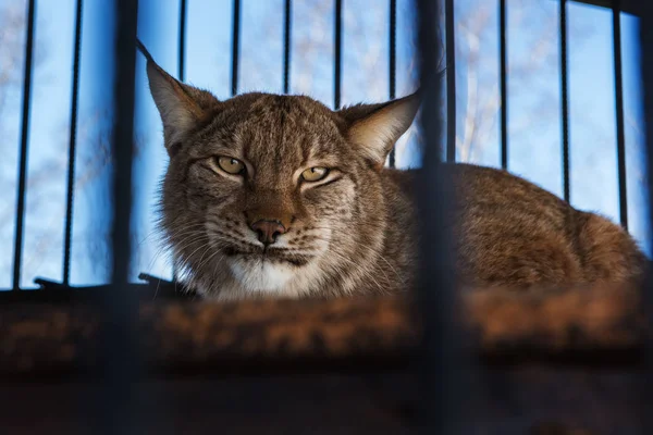 Lynx portresi — Stok fotoğraf