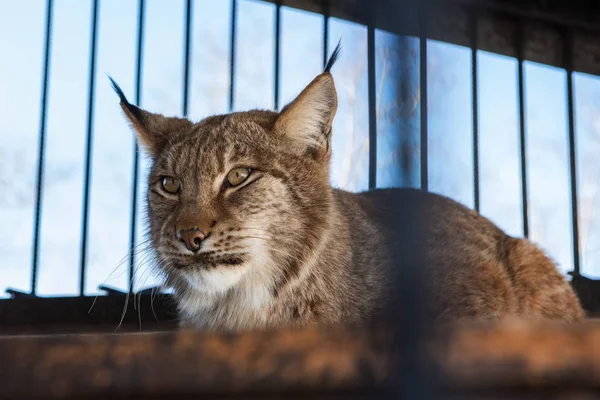 Lynx의 초상화 — 스톡 사진