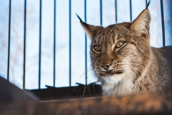 Lynx portresi — Stok fotoğraf