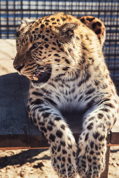 Portrait of the leopard — Stock Photo, Image