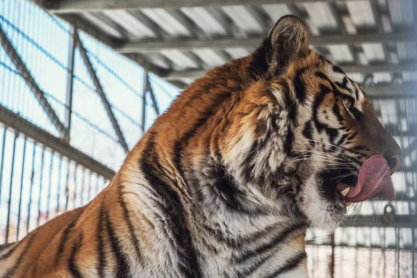 Porträtt av leopard — Stockfoto