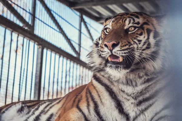 stock image Portrait of the leopard