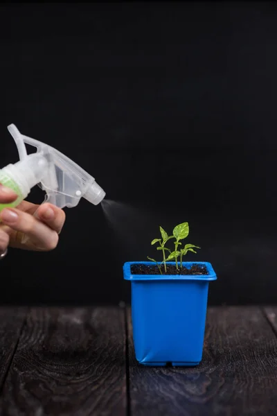 Pepper growing in a pot — Stock Photo, Image