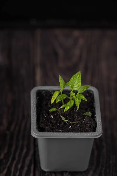 Peper groeien in een pot — Stockfoto