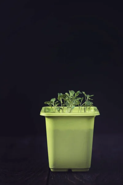 Rukkola growing in a pot — Stock Photo, Image