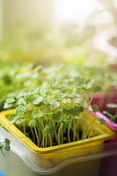 Rukkola growing in a pot — Stock Photo, Image