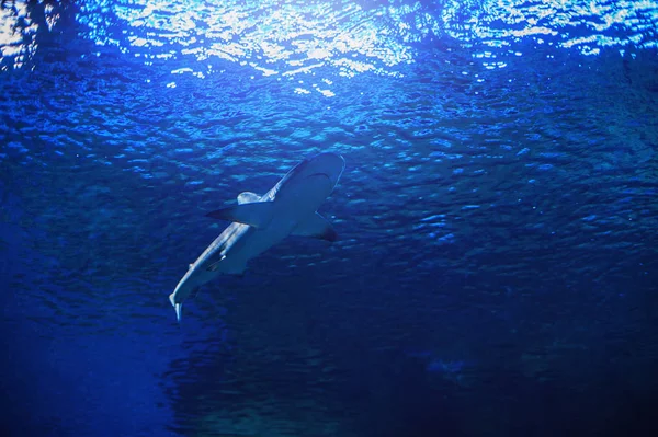 Tubarão nadando debaixo de água — Fotografia de Stock