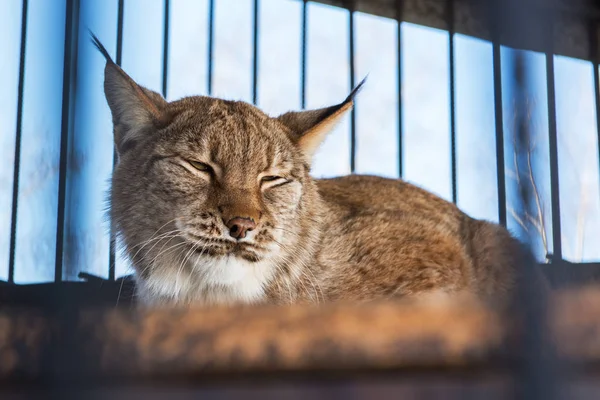 Lynx portresi — Stok fotoğraf