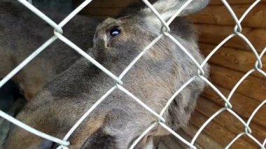 Elk çiftliğinde besleme