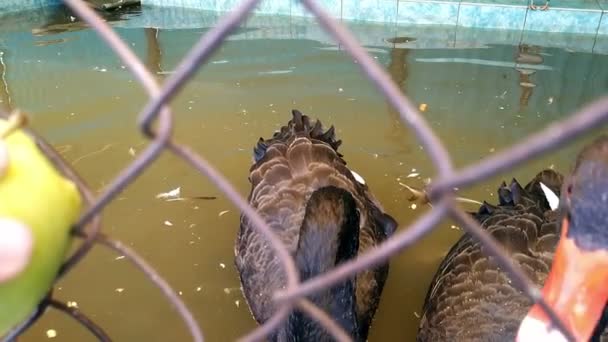 Cisne preto comendo maçã — Vídeo de Stock