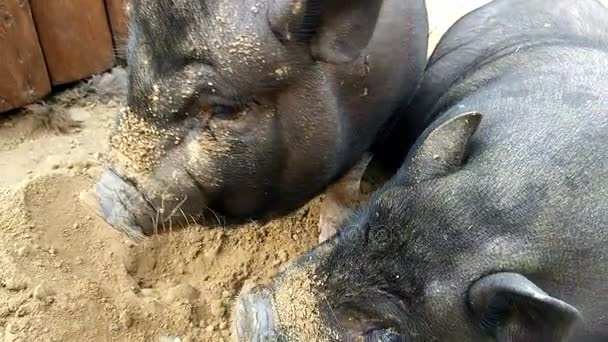 Schwarzes Schwein füttern — Stockvideo