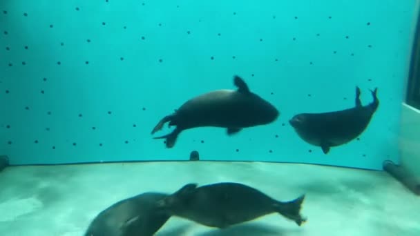 Undervattensvärlden i oceanarium — Stockvideo