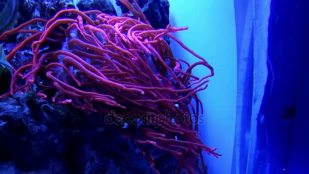 Underwater world in oceanarium — Stock Video