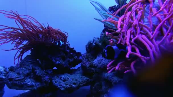 Undervattensvärlden i oceanarium — Stockvideo