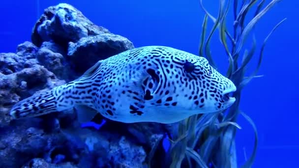 Mundo submarino en el oceanario — Vídeos de Stock