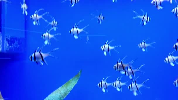 Mundo subaquático no oceanário — Vídeo de Stock