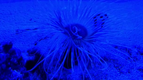 Underwater world in oceanarium — Stock Video