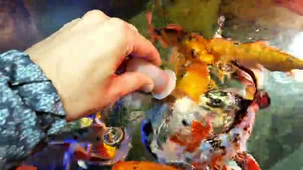 Кормление рыб в аквариуме — стоковое видео