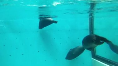 Oceanarium sualtı dünya