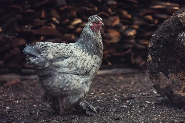 Bahçede yürüyen tavuk. — Stok fotoğraf