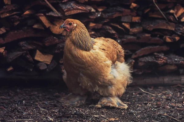 Csirke sétál az udvaron — Stock Fotó