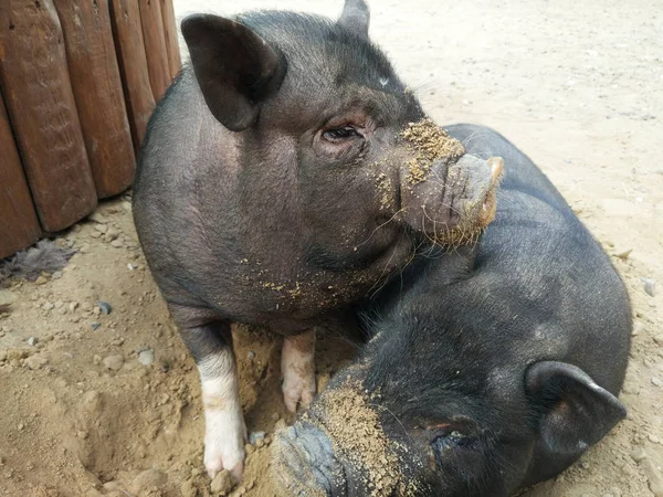Dos pequeños cerdos negros — Foto de Stock