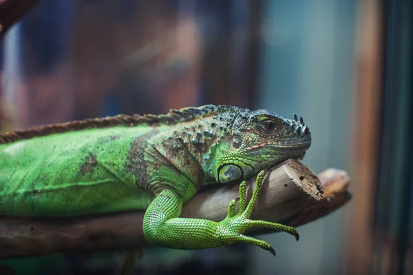 Portrait rapproché d'iguane — Photo