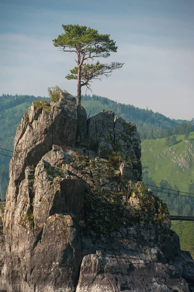 Pine grows through the rocks — Stock Photo, Image