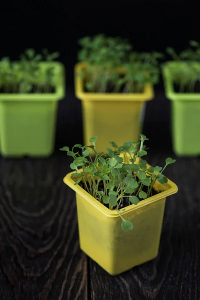 Rukkola groeien in een pot — Stockfoto