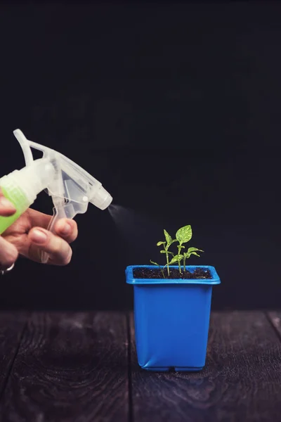 Pepper growing in a pot — Stock Photo, Image