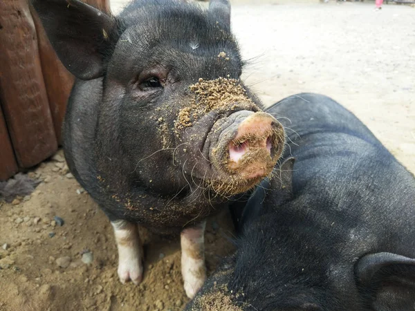 Dos cerdos negros — Foto de Stock