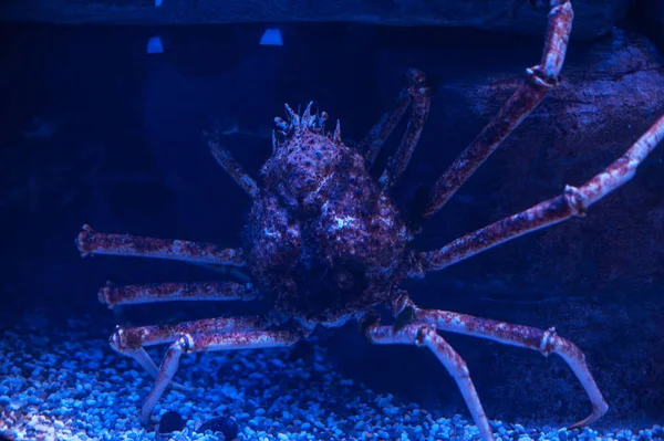 Um caranguejo gigante debaixo da água — Fotografia de Stock