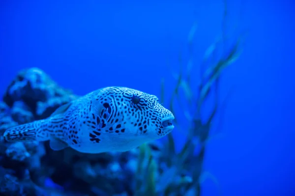 Diversi animali marini — Foto Stock