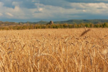 Gün batımında buğday tarlası