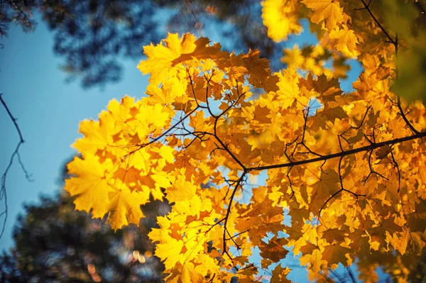Осенние листья на заднем плане — стоковое фото