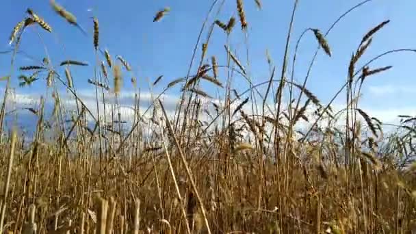 Gün batımında buğday tarlası — Stok video