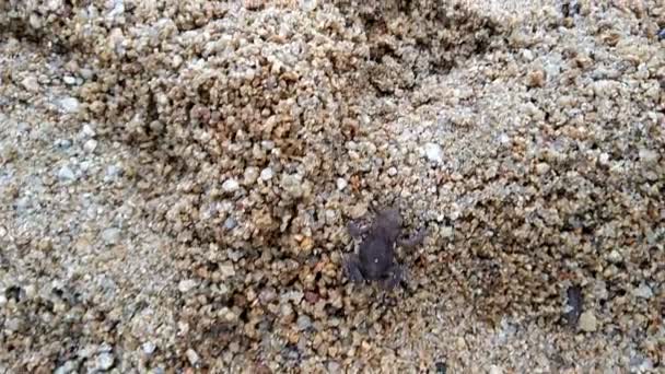 Frosch springt auf Sand — Stockvideo