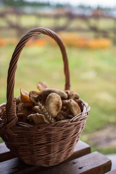 Différents champignons dans le panier — Photo